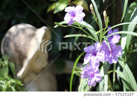 Willow Bar Irasou 57523187