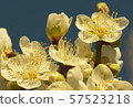 Spring coming 57523218
