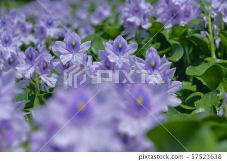 藍魔鬼 藍魔鬼 57523638