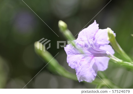 Willow Bar Irasou 57524079