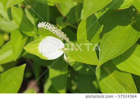 Hange秀花和葉子 Hange秀花和葉子 57524364