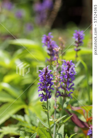 Salvia Nemorosa花 Salvia Nemorosa花 57524365