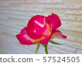 Rose of my home 57524505