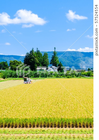 水稻收割 57524554