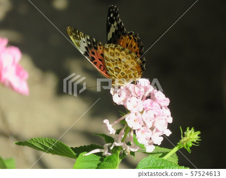 Orange butterfly perching on Lantana 57524613