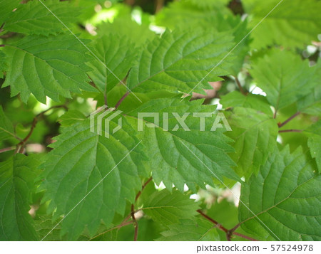 Plant_Core Caso Plant_Core Caso 57524978