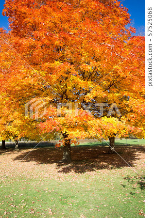 美國秋葉 57525068