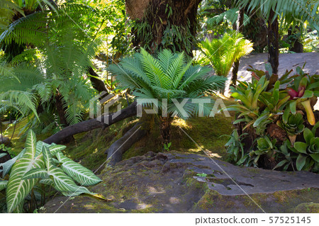 Tropical green forest with many kind of plant Tropical green forest with many kind of plant 57525145