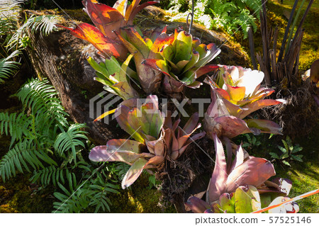 Tropical green forest with many kind of plant Tropical green forest with many kind of plant 57525146