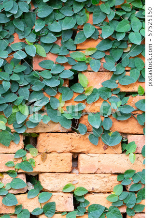 Red blickwall pattern covered by creeper plant Red blickwall pattern covered by creeper plant 57525150