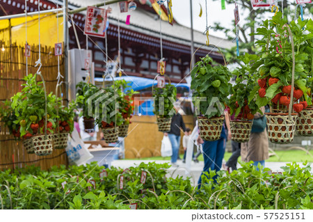 [Asakusa Senso-ji Temple Hoozukiki City] 57525151
