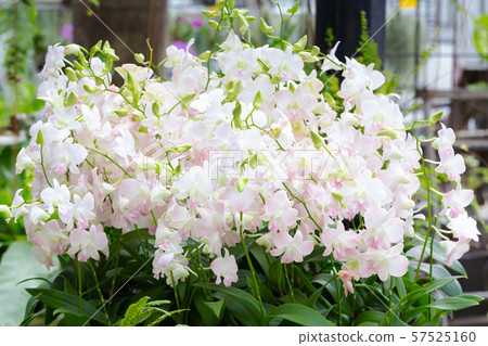 Pink dendrobium beauty blossom flower 57525160