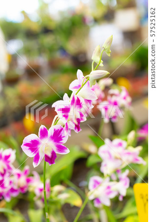 Purple dendrobium beauty blossom flower Purple dendrobium beauty blossom flower 57525162