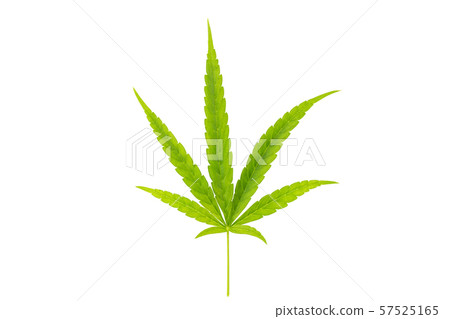 Cannabis leaf isolated on white background Cannabis leaf isolated on white background 57525165