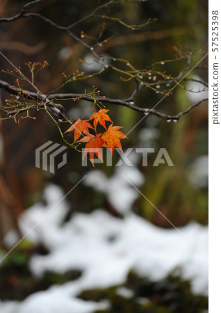 與雪的秋葉在背景 57525398