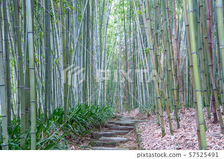 Fresh green bamboo forest road, Kyoto 57525491