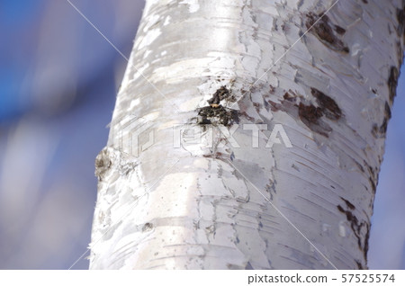 White bark of birch in winter 57525574