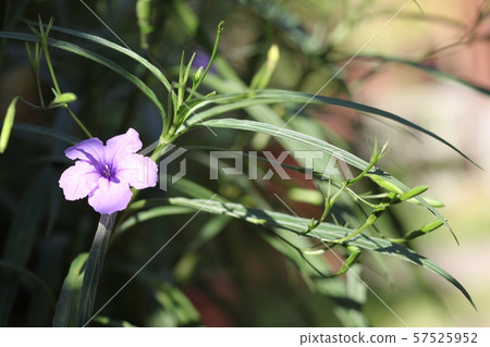 Willow Bar Irasou 57525952