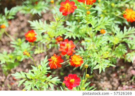 Kibana 波斯菊花 Kibana 波斯菊花 57526169