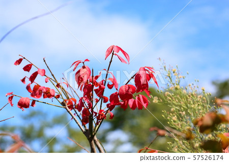 Komuyumi autumn leaves Komuyumi autumn leaves 57526174