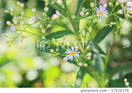 Zion flower 57526176