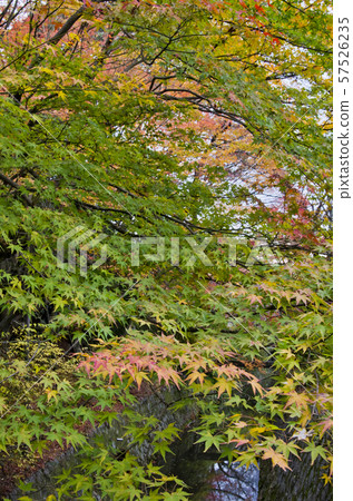 Autumnal scenery on the path of philosophy in Kyoto. 57526235