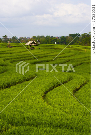 Rice Terrace, a famous attractions of Asia Rice Terrace, a famous attractions of Asia 57526531