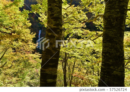 會津Shimogo鎮日暮裡瀑布和秋季森林 57526724