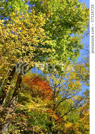 Aizu Shimogo-cho,Higuraki Falls周圍的秋季森林 Aizu Shimogo-cho,Higuraki Falls周圍的秋季森林 57526726