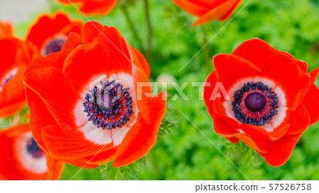 海葵16:9 海葵16:9 57526758