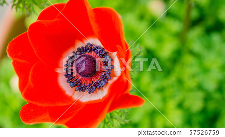 海葵16：9 57526759