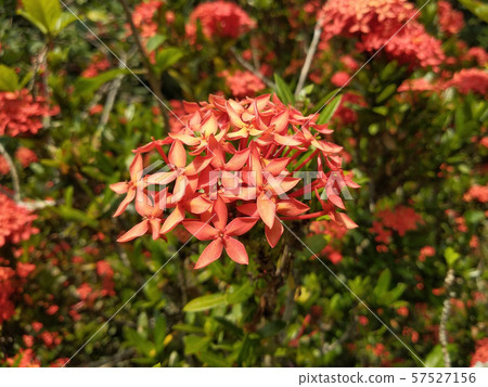 Ixora spp or scientific name is Ixora chinensis Lamk.  57527156