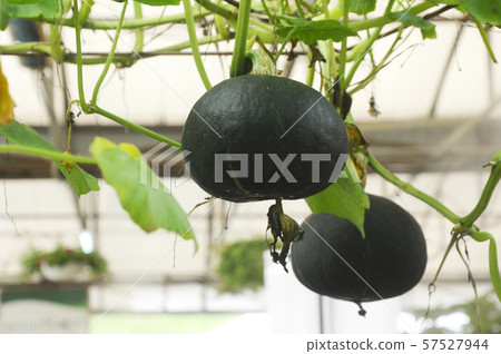 Pumpkin tree with its hanging fruit. A new hybrid breed based on the latest agricultural technology. 57527944