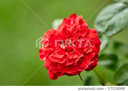 Close-Up Of Red Flowering Plant In The Garden 57528006