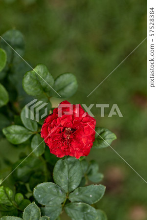 Close-Up Of Red Flowering Plant In The Garden Close-Up Of Red Flowering Plant In The Garden 57528384