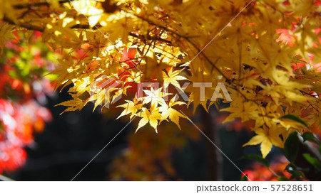 Autumn leaves Autumn leaves 57528651