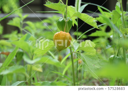 櫻桃果實 57528683