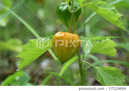 Cherry fruit 57528684