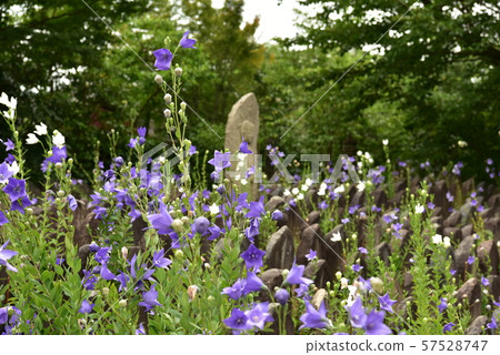 Kikyo和石佛 Kikyo和石佛 57528747