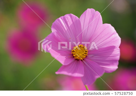 Aki Sakura 3 Aki Sakura 3 57528750