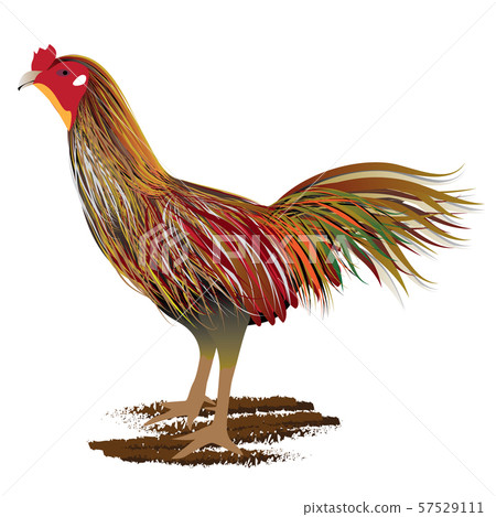 chicken vector design chicken vector design 57529111