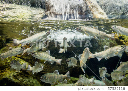 Rainbow trout Rainbow trout 57529116