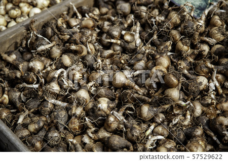 Plant bulbs 57529622