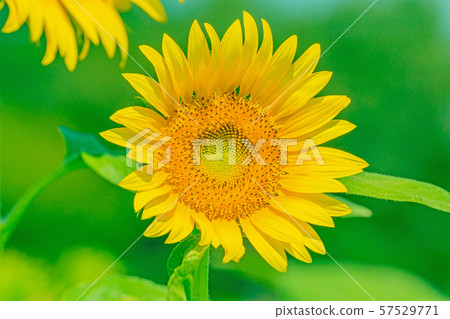 sunflower sunflower 57529771