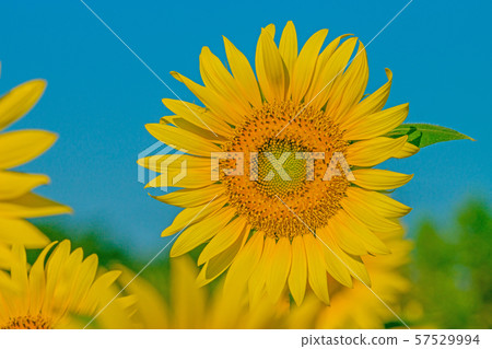 sunflower sunflower 57529994