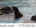 Sea lion 57530016