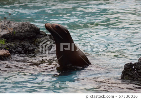 Sea lion 57530016