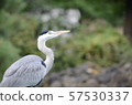 Gray heron 57530337