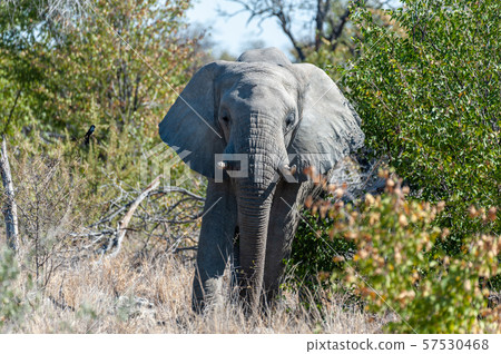 An African Elephant Emerging from the Bushes 57530468