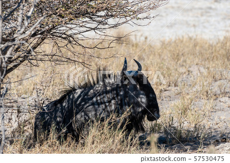 Wildebeest on the plains of Etosha National Park Wildebeest on the plains of Etosha National Park 57530475